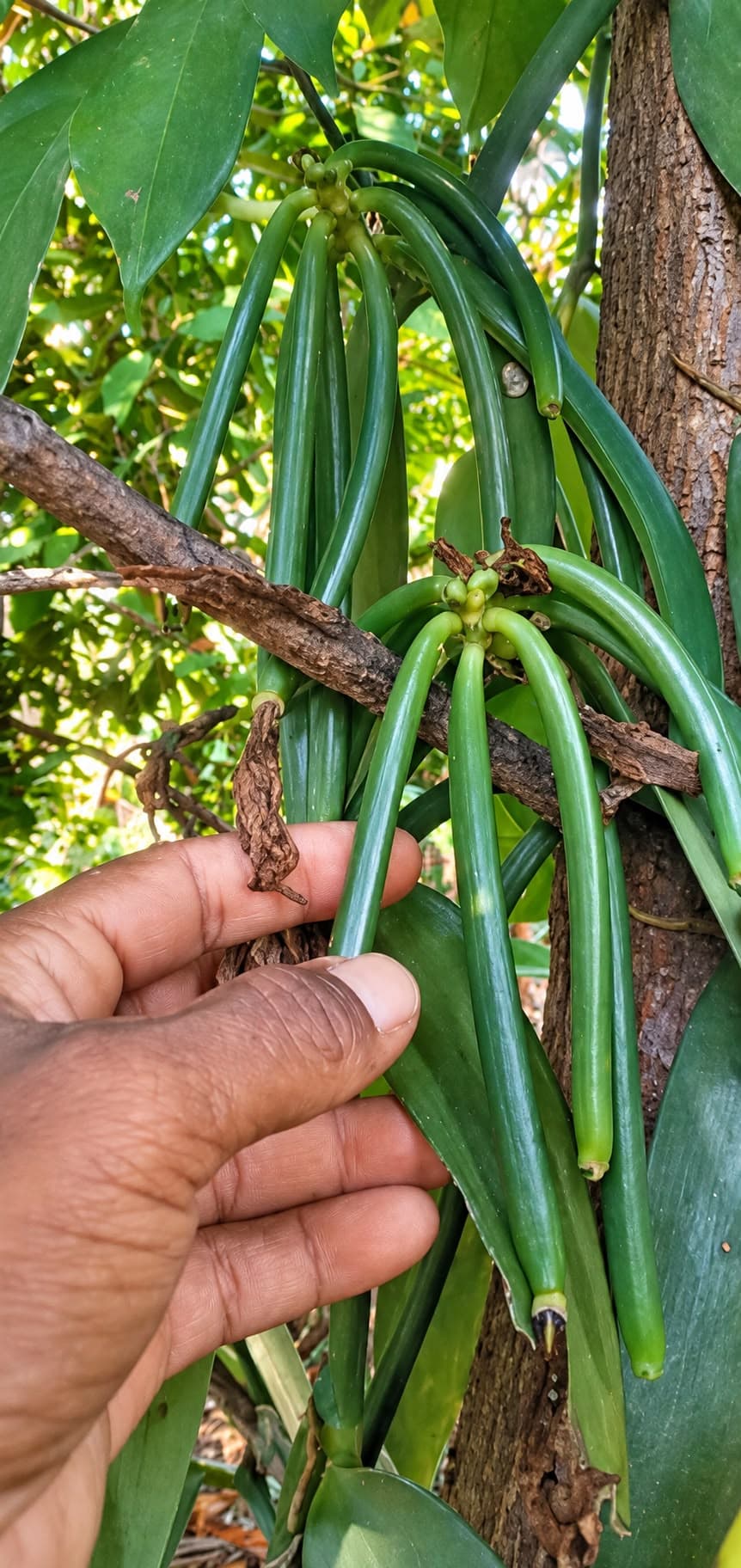 Wanilia i przyprawy na drewnianym tarasie o zachodzie słońca na Madagaskarze