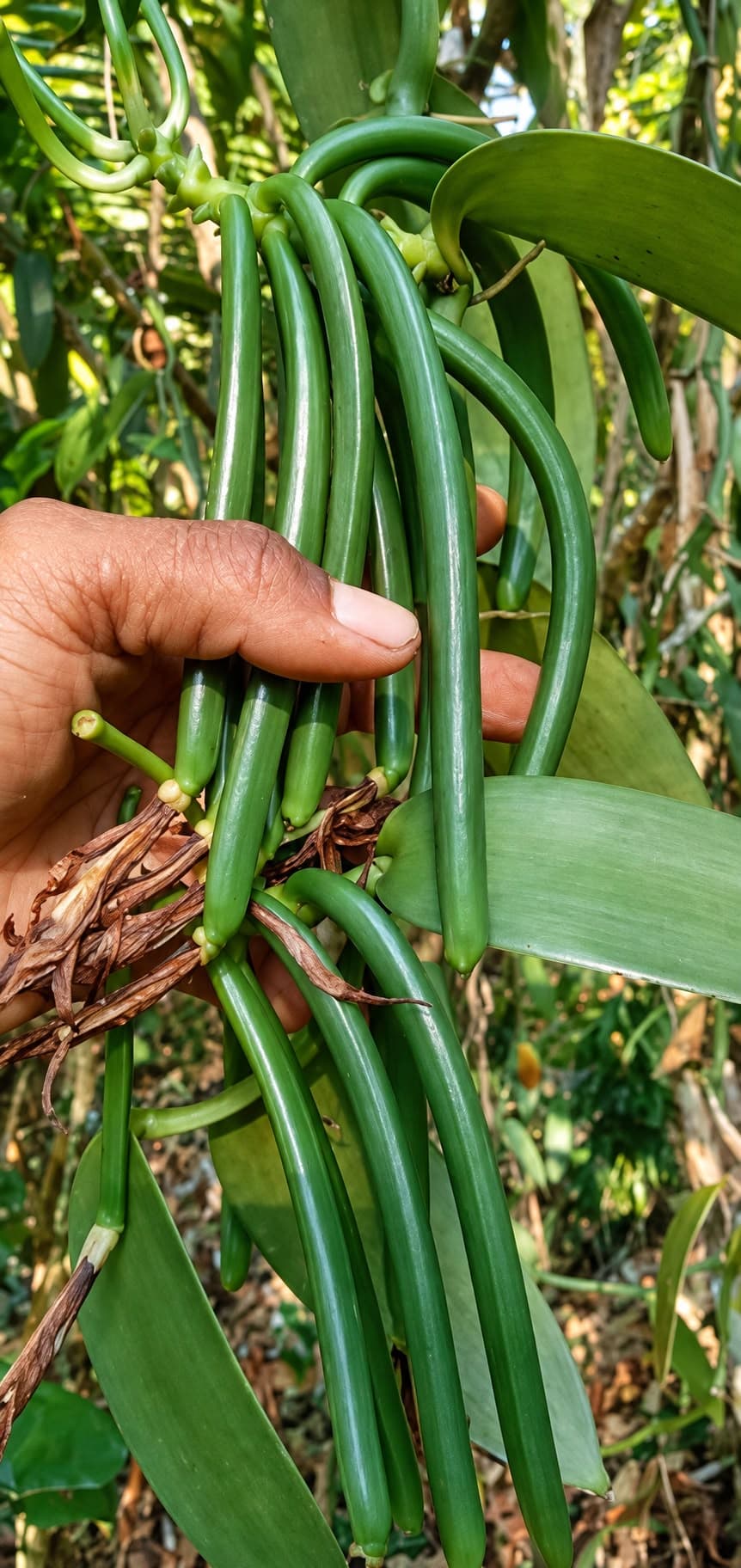 Wanilia Bourbon trzymana w ręce na plantacji na Madagaskarze