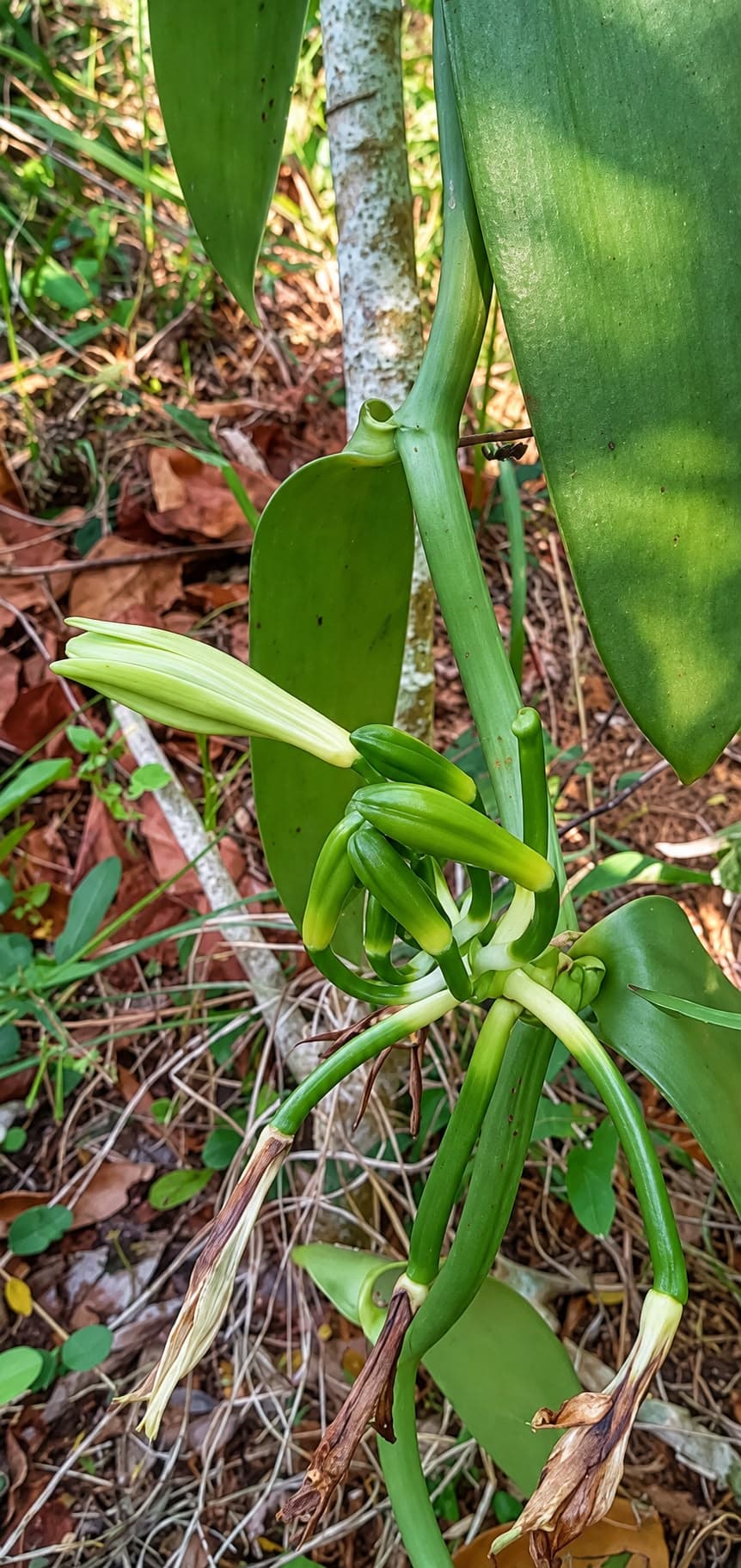 Kwiat i zawiązki wanilii Bourbon na plantacji na Madagaskarze